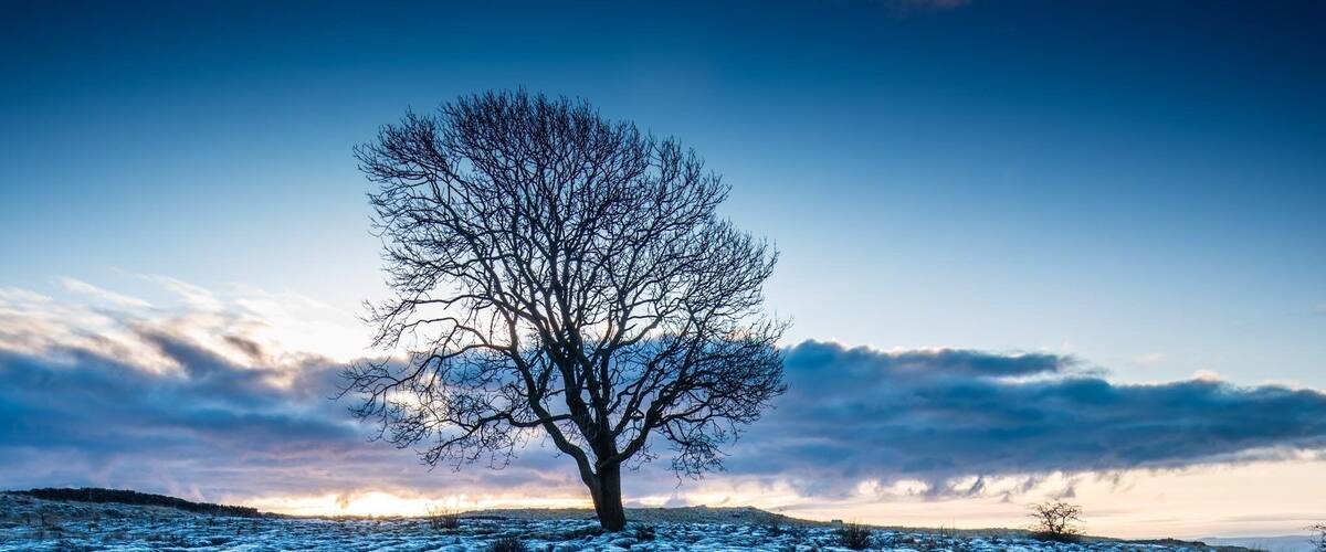 The Lone tree at Malham Lings on a frosty morning.