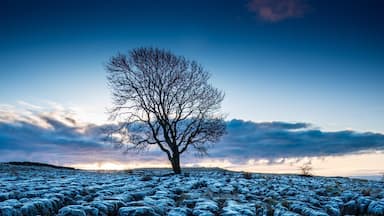 Un paysage recouvert de givre, avec un arbre isolé et quelques rochers épars.