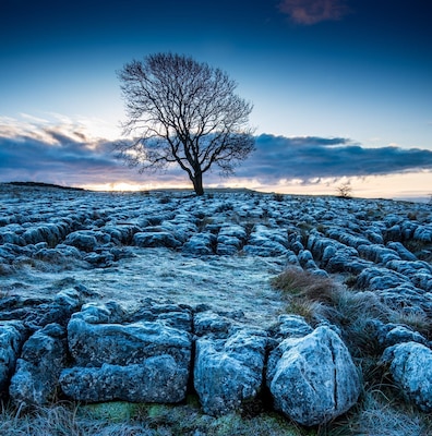 The Lone tree at Malham Lings on a frosty morning.
