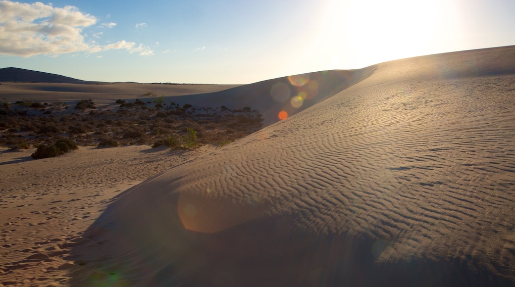 特內里費 呈现出 夕陽 和 海灘
