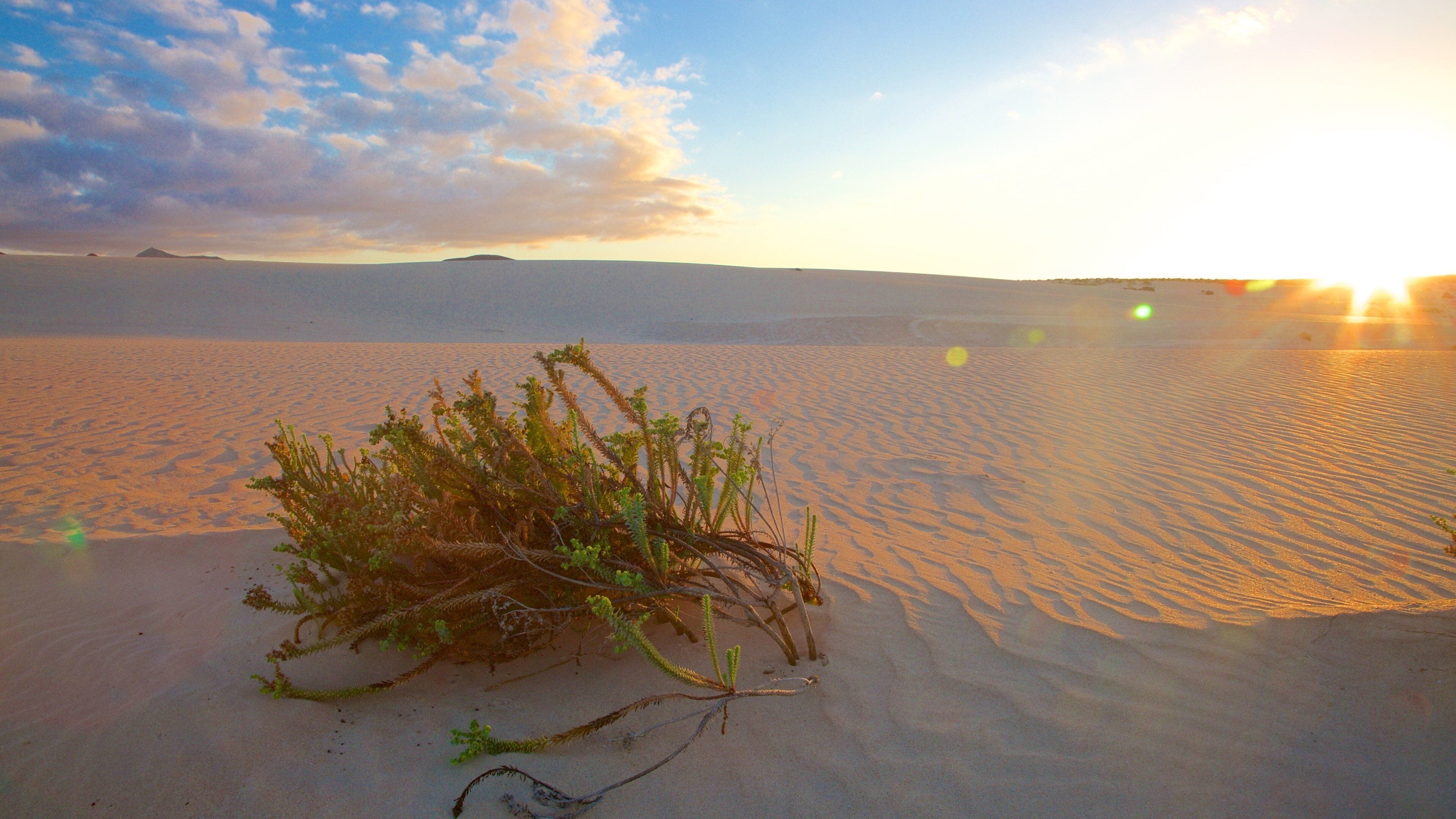 Corralejo Dunes Natural Park which includes desert views and a sunset