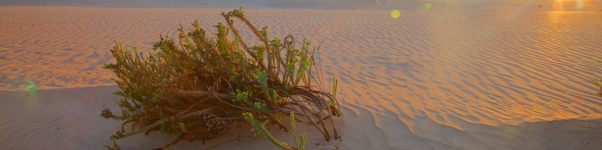 Corralejo Dunes Natural Park which includes desert views and a sunset