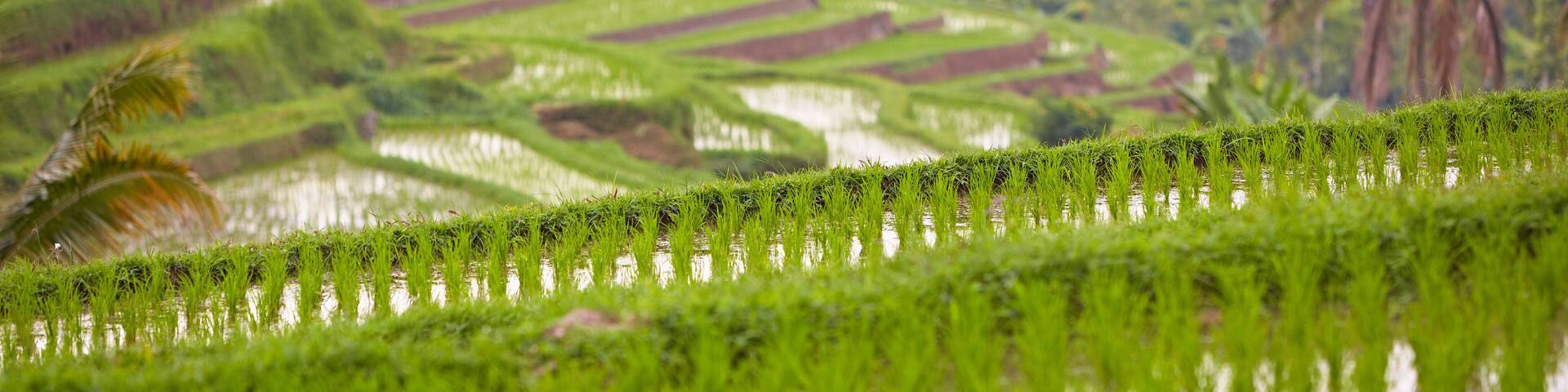 View of rice fields, Gobleg, Bali, Indonesia