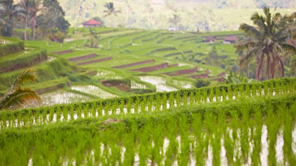 Terraced rice fields with palm trees and a distant red-roofed building.