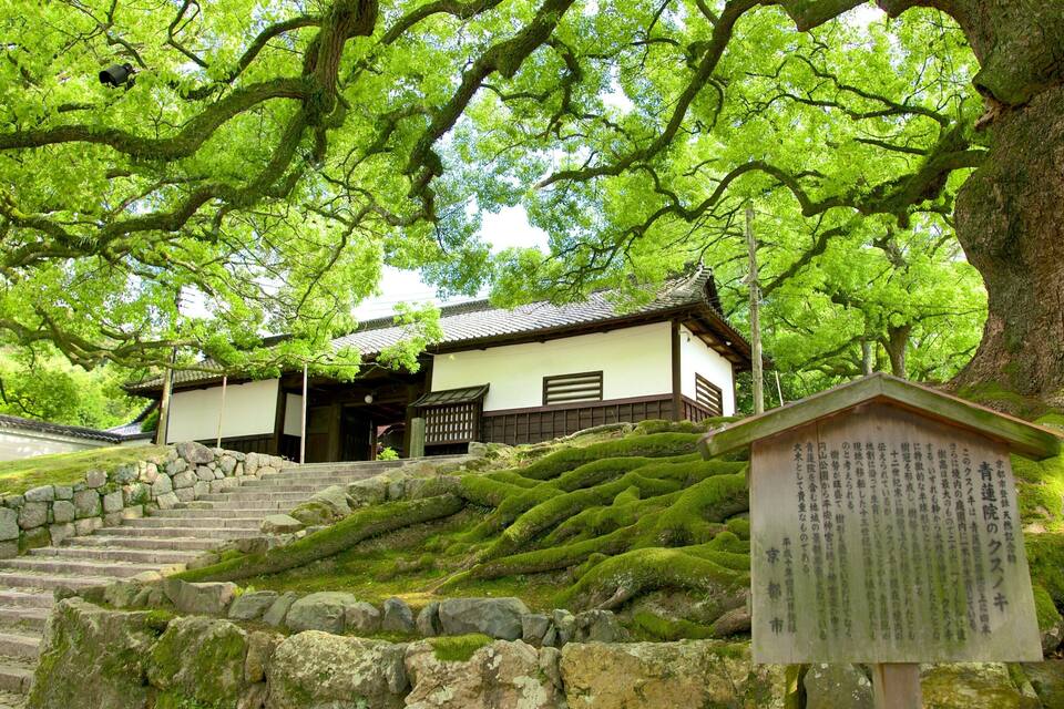 Un edifici japonès tradicional amb una escala de pedra que hi mena, envoltat de verdura abundant i roques cobertes de molsa.
