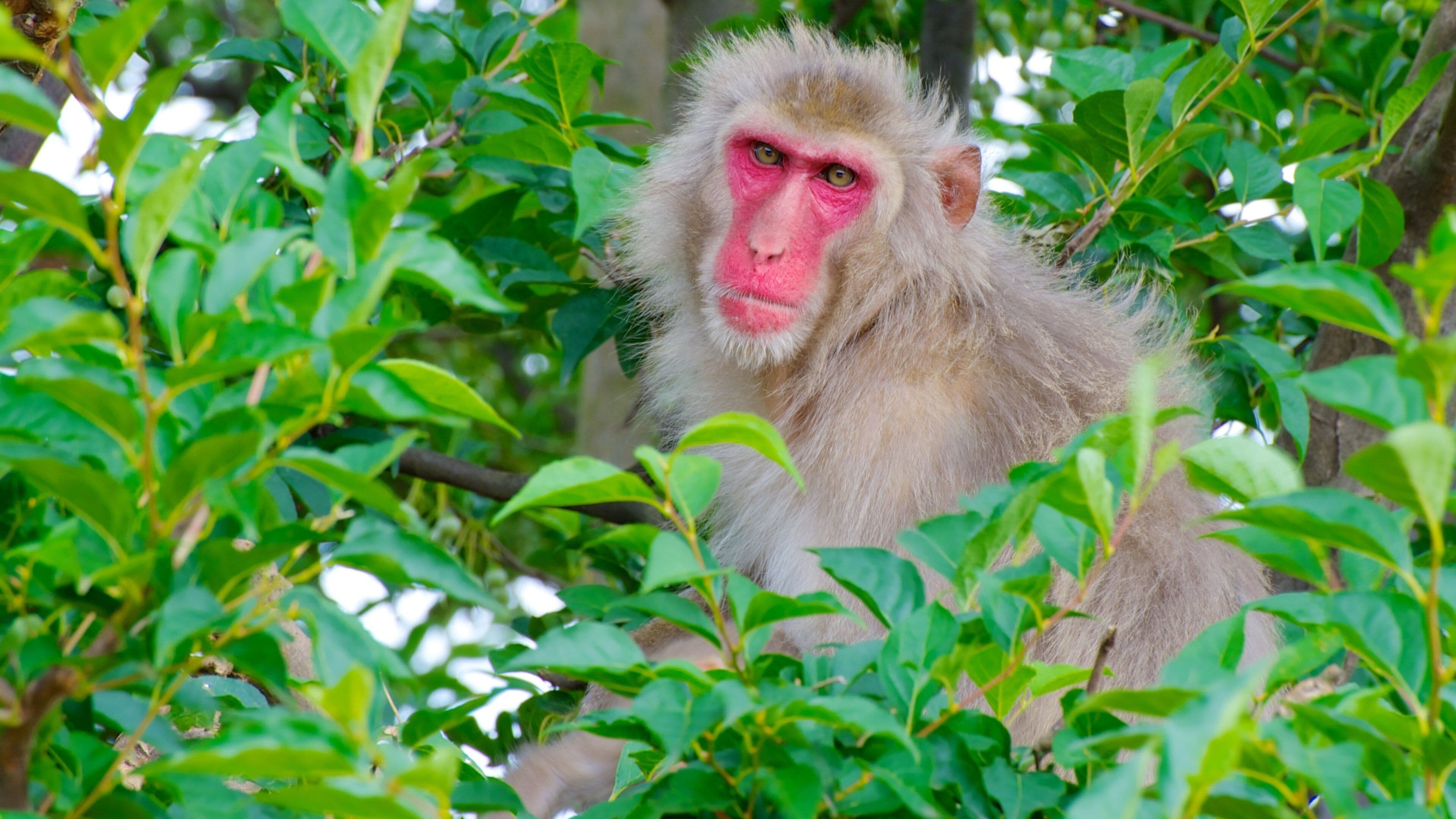 Arashiyama Monkey Park Iwatayama featuring zoo animals and animals