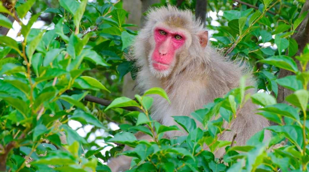 Arashiyama Monkey Park Iwatayama featuring zoo animals and animals