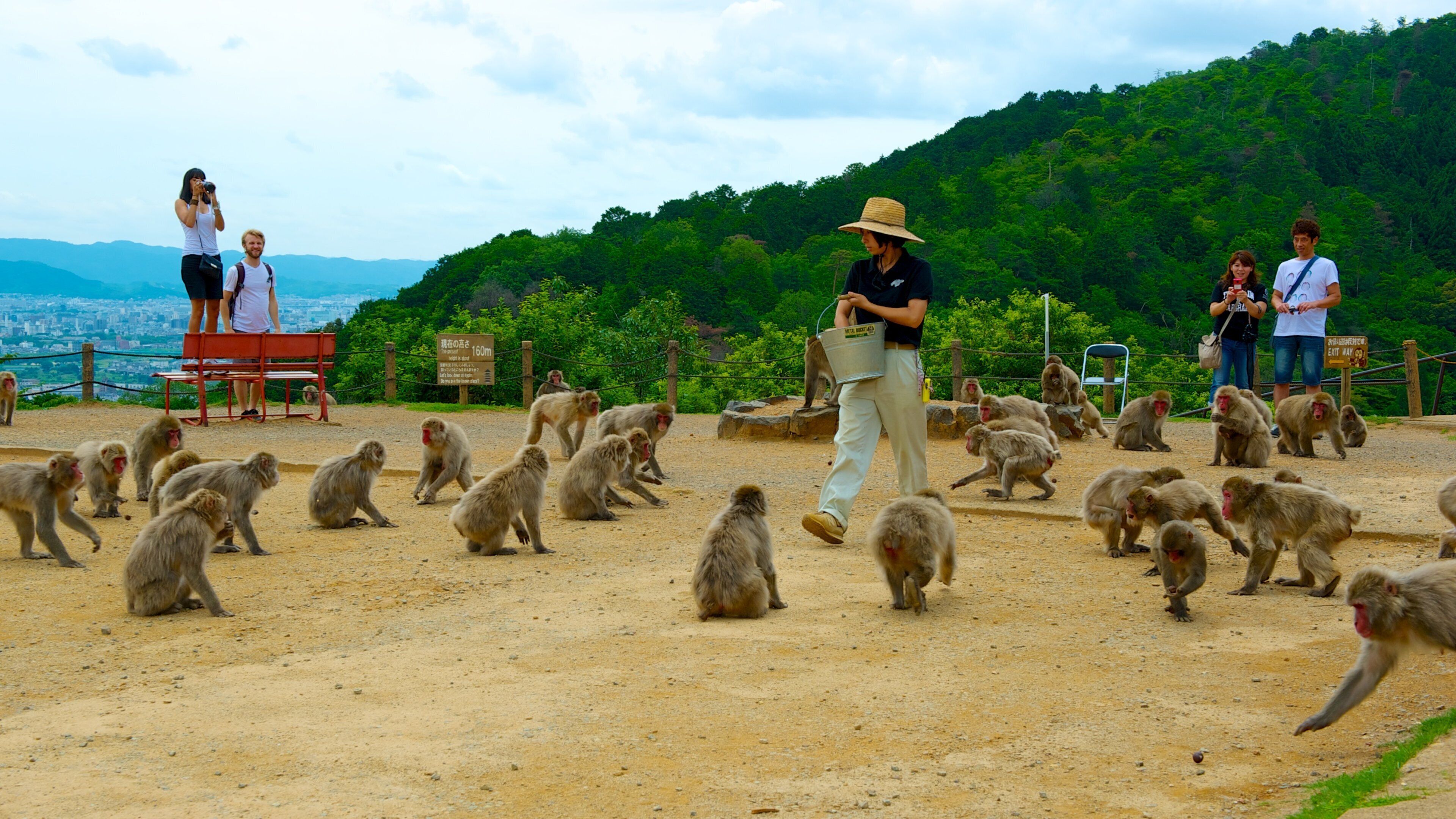 Parque de los monos de Arashiyama que incluye un jardín, animales del zoológico y animales tiernos