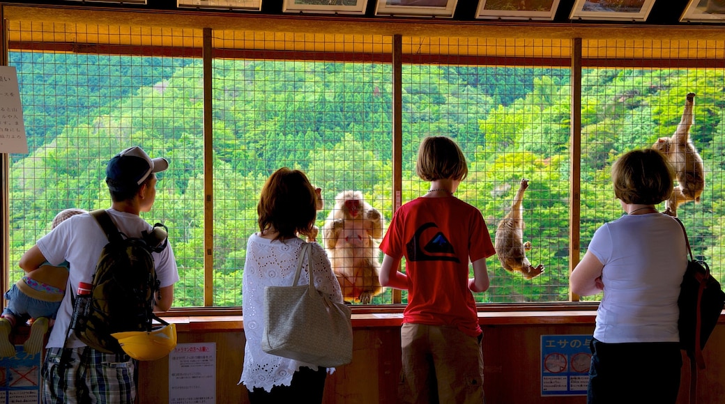 Arashiyama Monkey Park featuring zoo animals and interior views as well as a small group of people