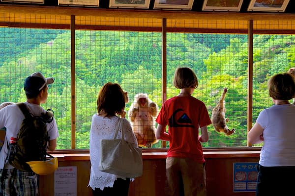 A group of people observing monkeys through a grid window.