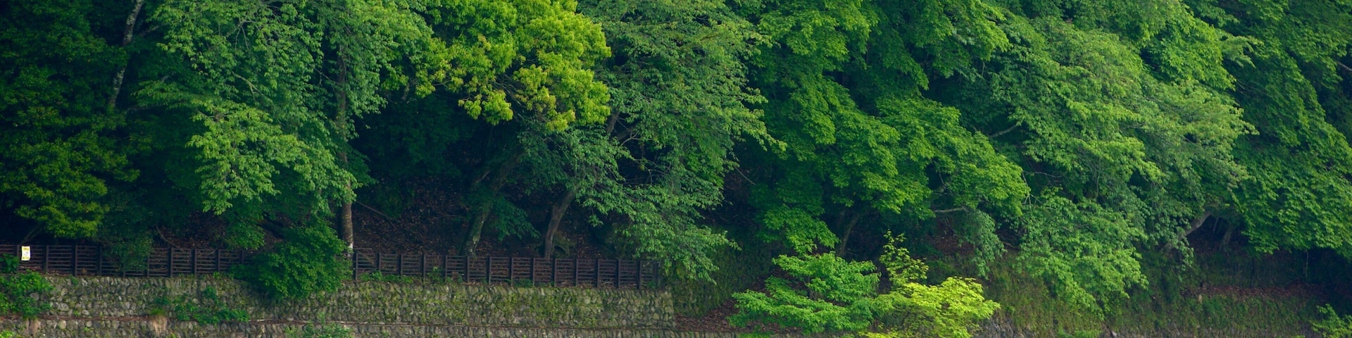 Arashiyama Monkey Park featuring a river or creek, forests and boating