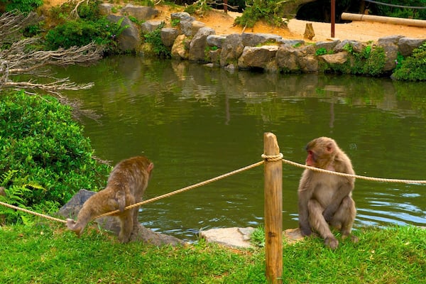 Arashiyama Monkey Park showing a pond, zoo animals and a garden
