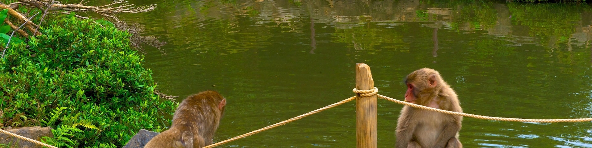 Parque do Macaco de Arashiyama caracterizando animais de zoolĂłgico, animais fofos ou amigĂĄveis e um lago