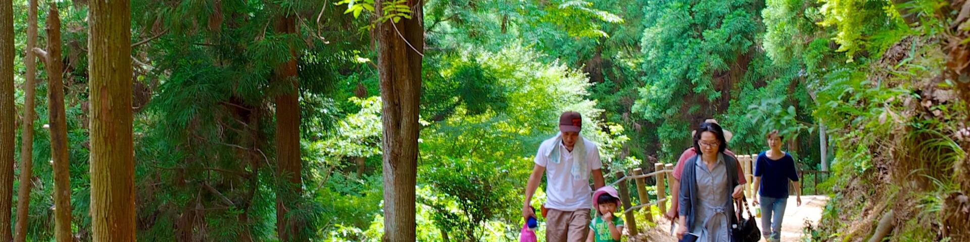Montagne des singes d\'Arashiyama montrant randonnĂ©e ou marche Ă pied et forĂȘts aussi bien que famille