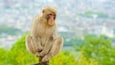 A monkey sitting on a rope.