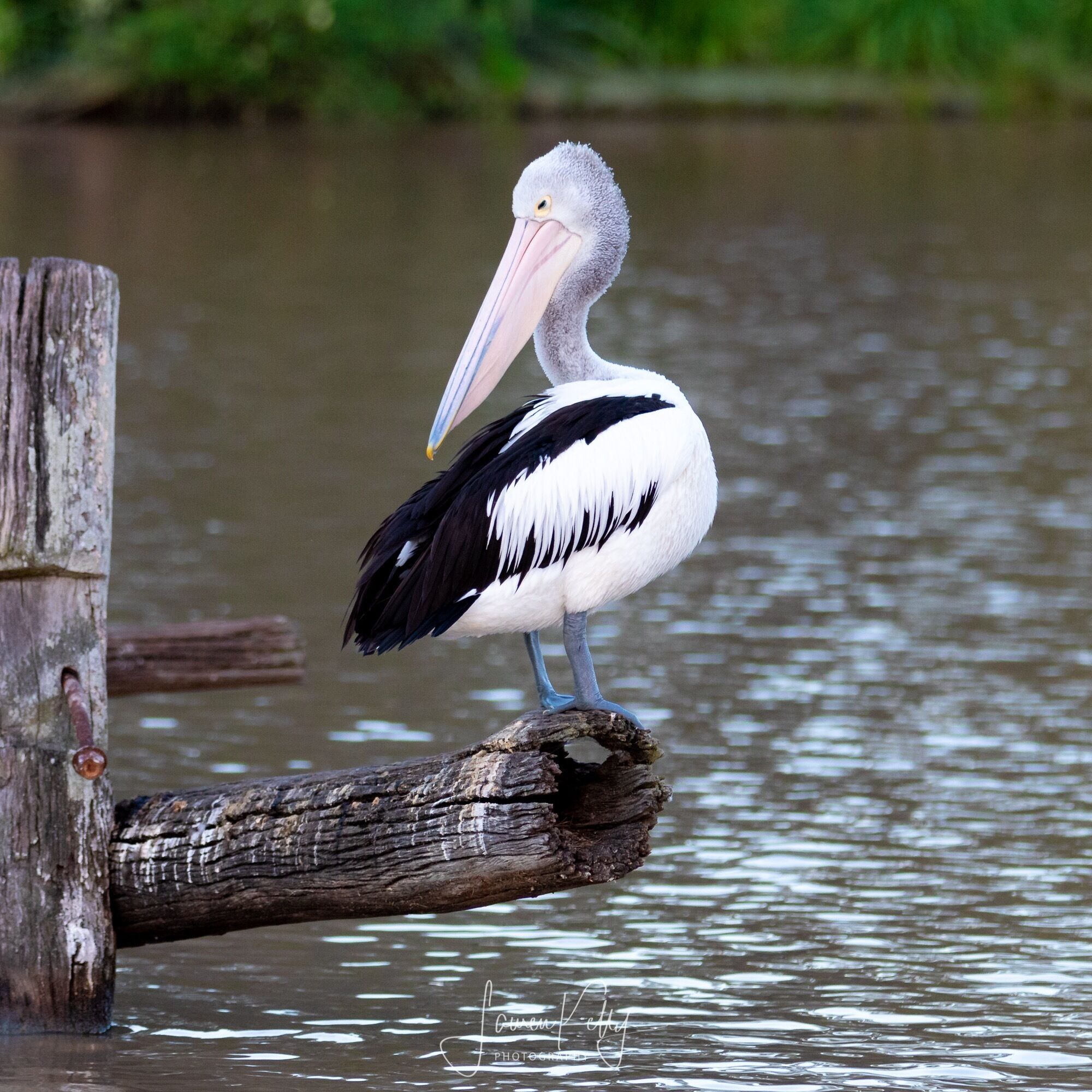Always a few pelicans hanging out on this little lake :)
