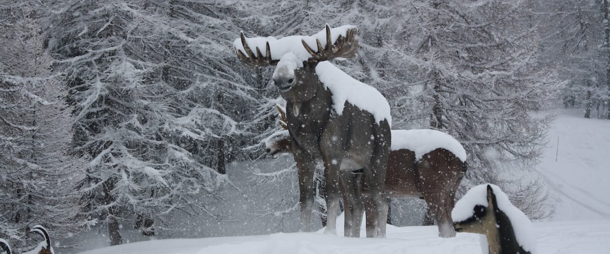A snowy landscape with moose standing in the snow.