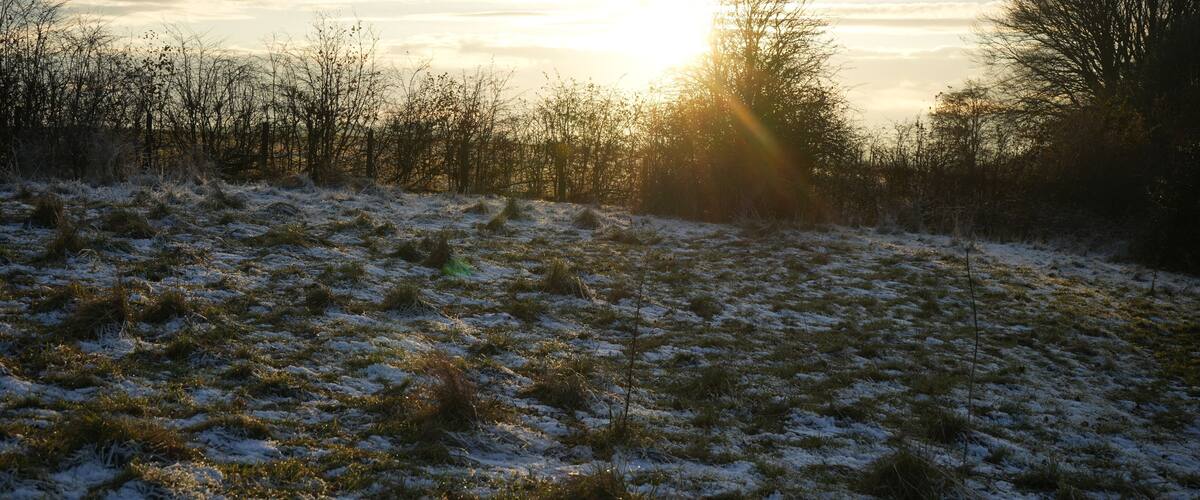 A snowy field with the sun setting behind trees.