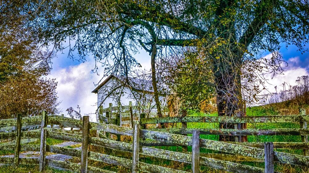 A rustic wooden fence, a house, and a tree with green foliage.
