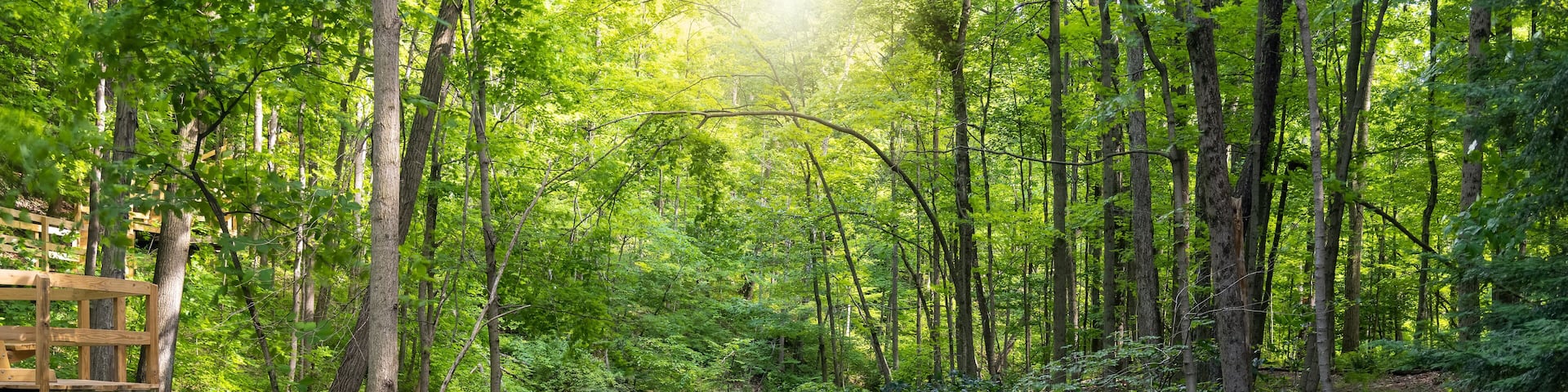 Scenic landscape of Tinkers creek in Ohio, backlit forest.