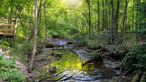 Scenic landscape of Tinkers creek in Ohio, backlit forest.