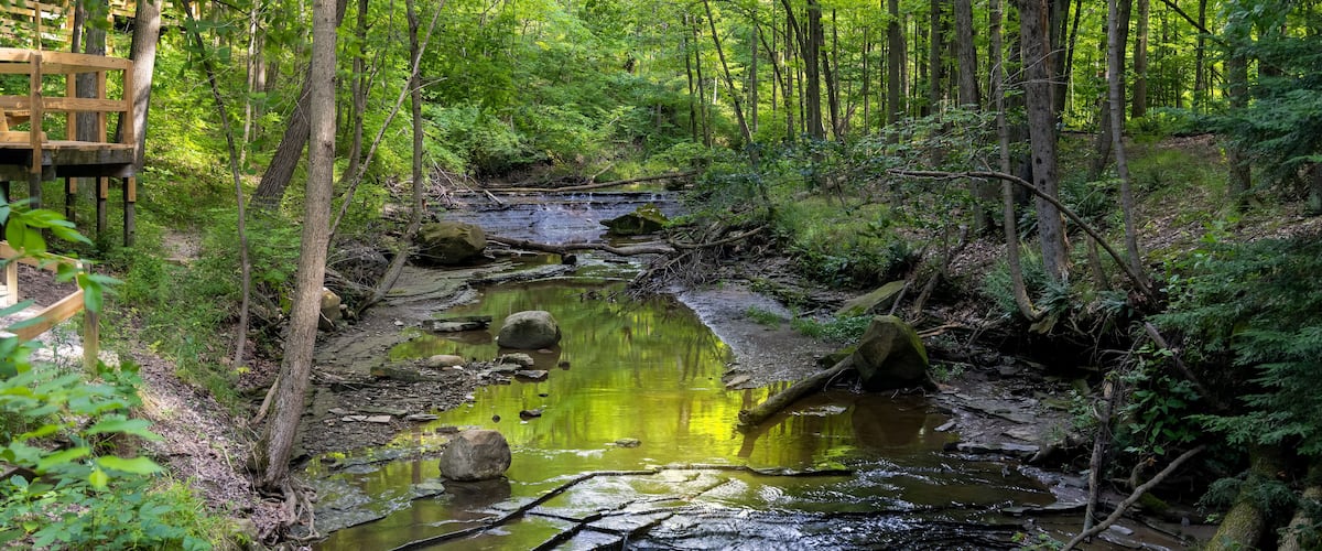 A forested area with a small stream, wooden bridge, and lush greenery.