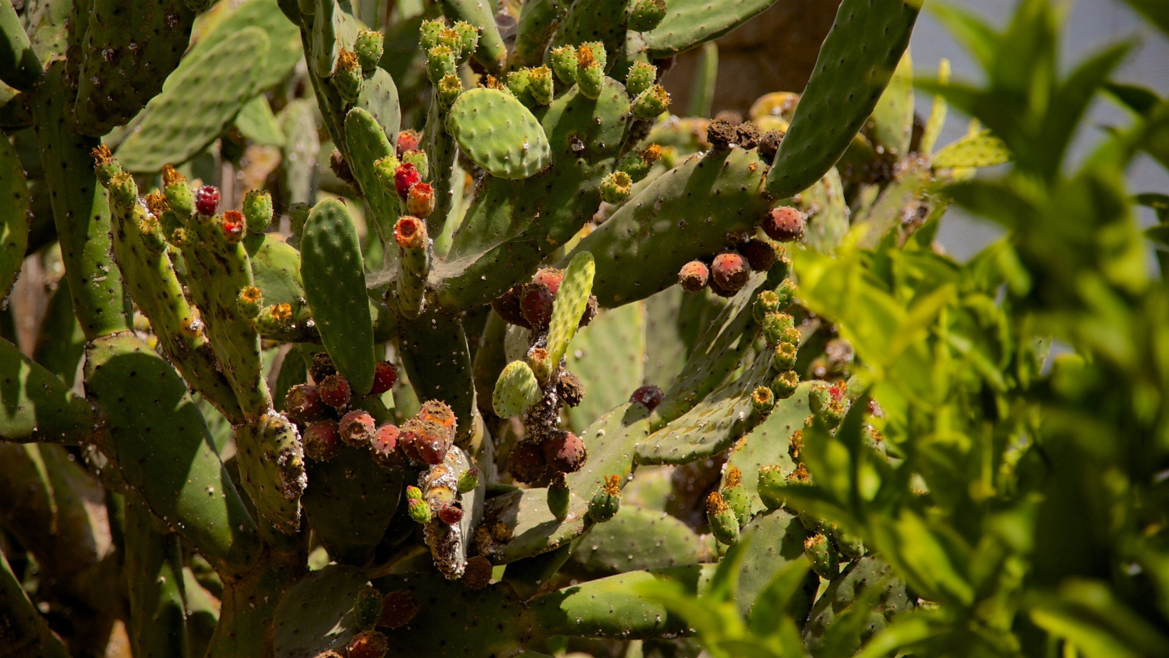 El Presidio de Santa Barbara State Historic Park featuring wildflowers