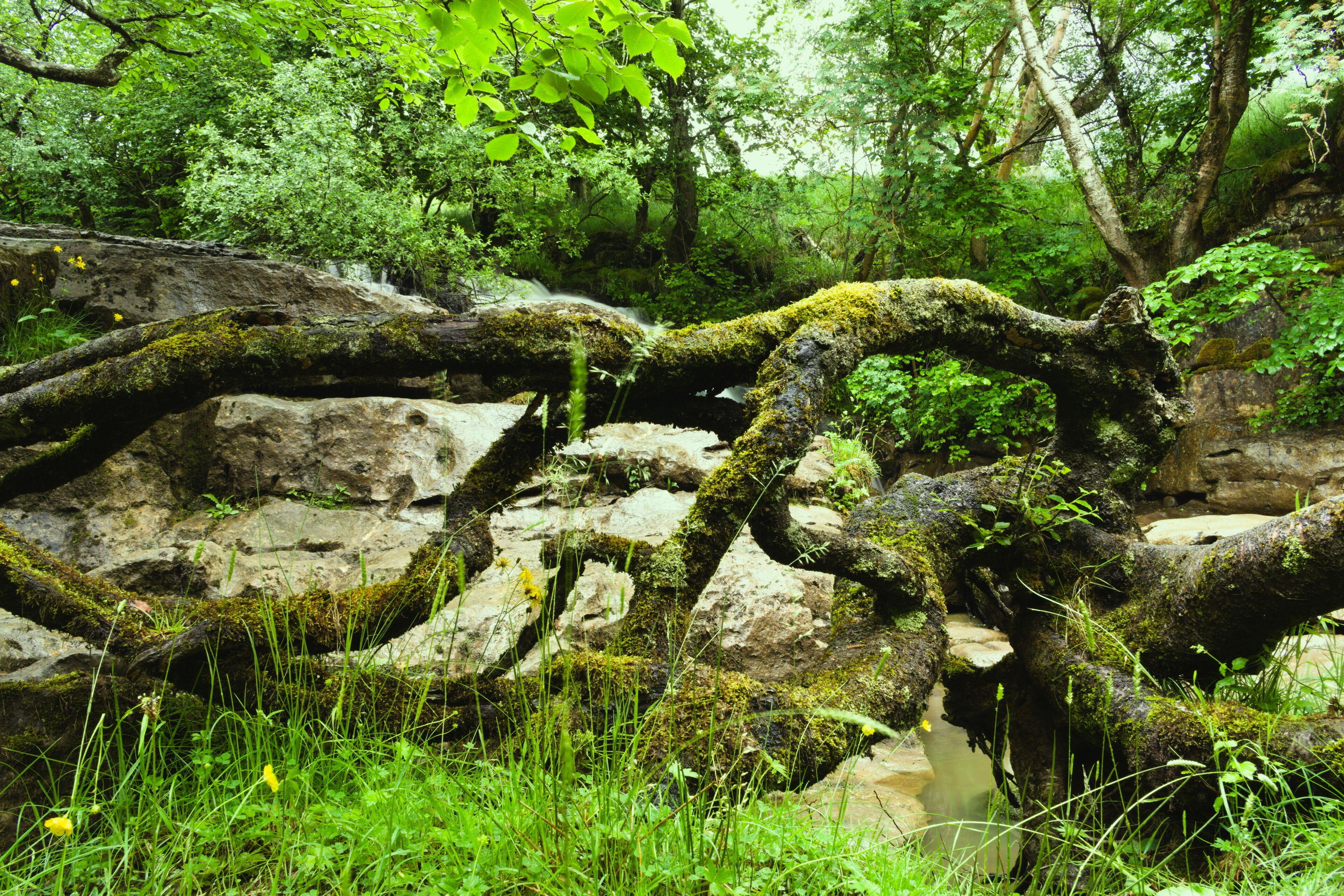 An old branch of a fallen tree, overgrown with moss. In the background there is very lush vegetation on the banks of the Swale River.