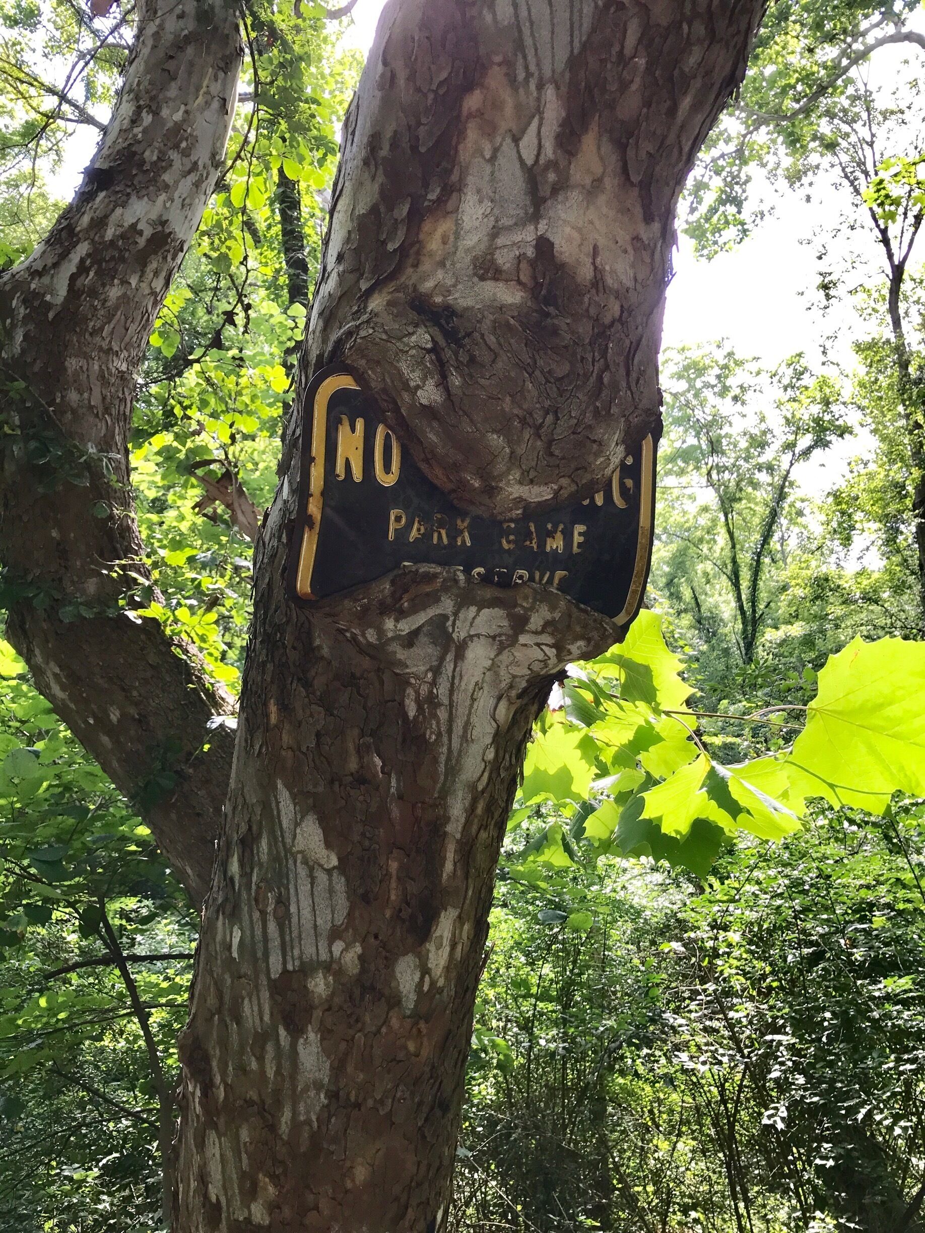 If left alone, nature will take over!  #TakeAHike