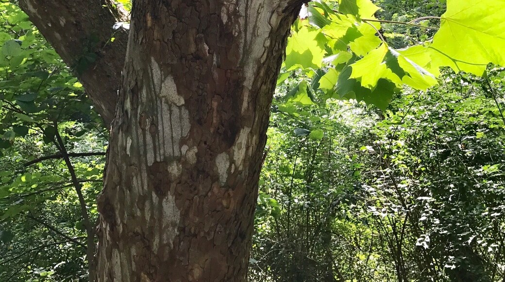 If left alone, nature will take over! #TakeAHike