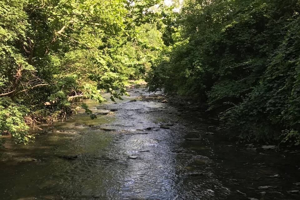 A river flowing through a densely wooded area with sunlight filtering through the trees.