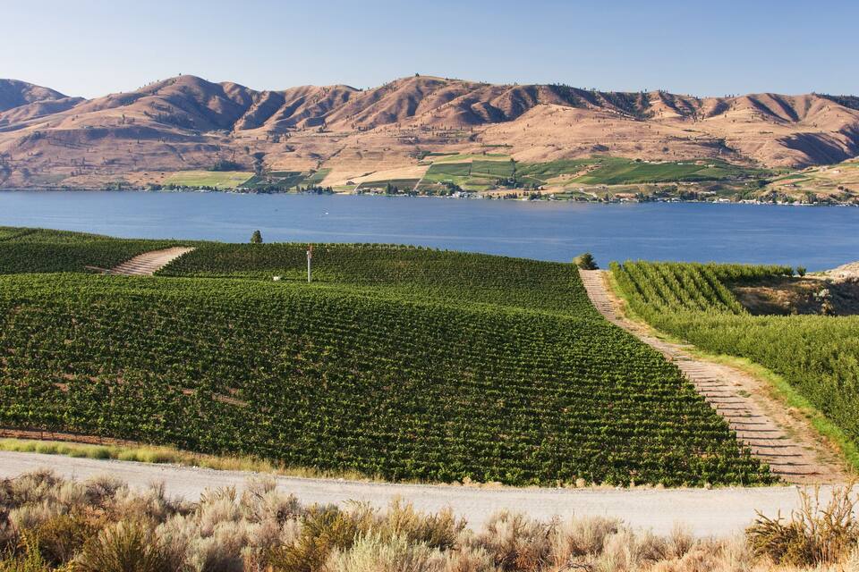 Viñedo con hileras de vides, un camino de tierra y un lago con montañas al fondo.