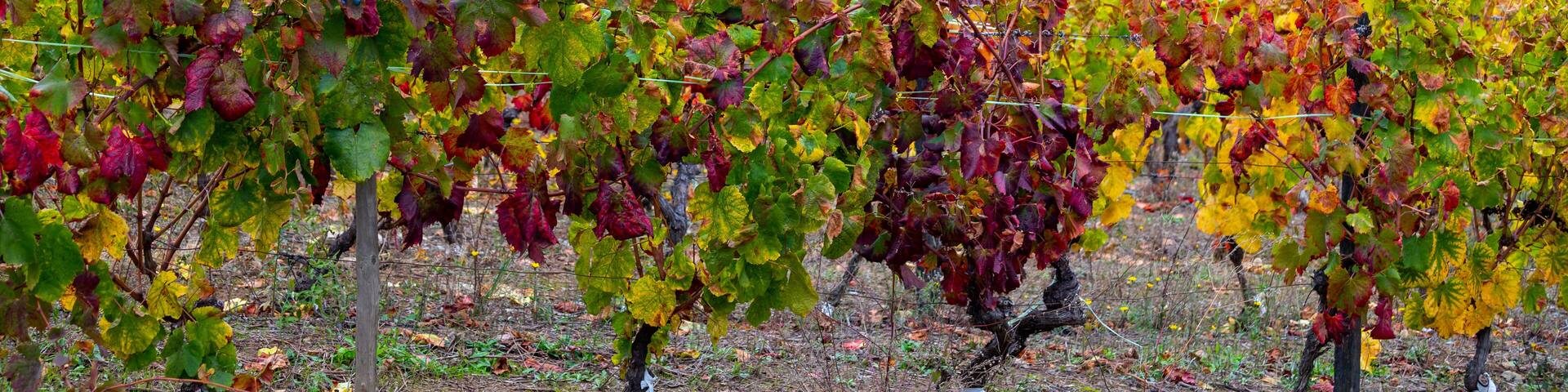 Colorful autumn landscape of oldest wine region in world Douro valley in Portugal, different varietes of grape vines growing on terraced vineyards, production of red, white and port wine.