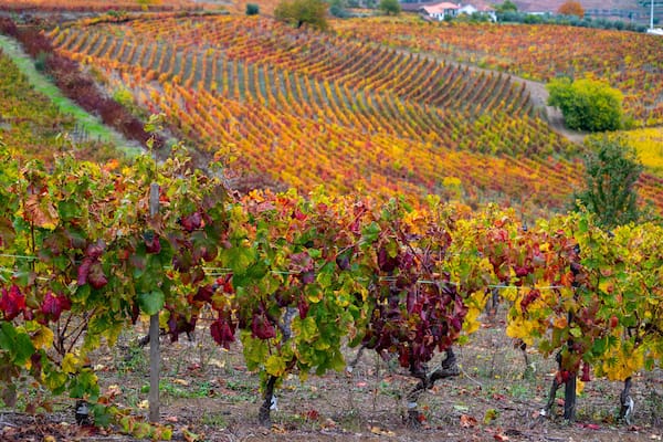 Colorful autumn landscape of oldest wine region in world Douro valley in Portugal, different varietes of grape vines growing on terraced vineyards, production of red, white and port wine.
