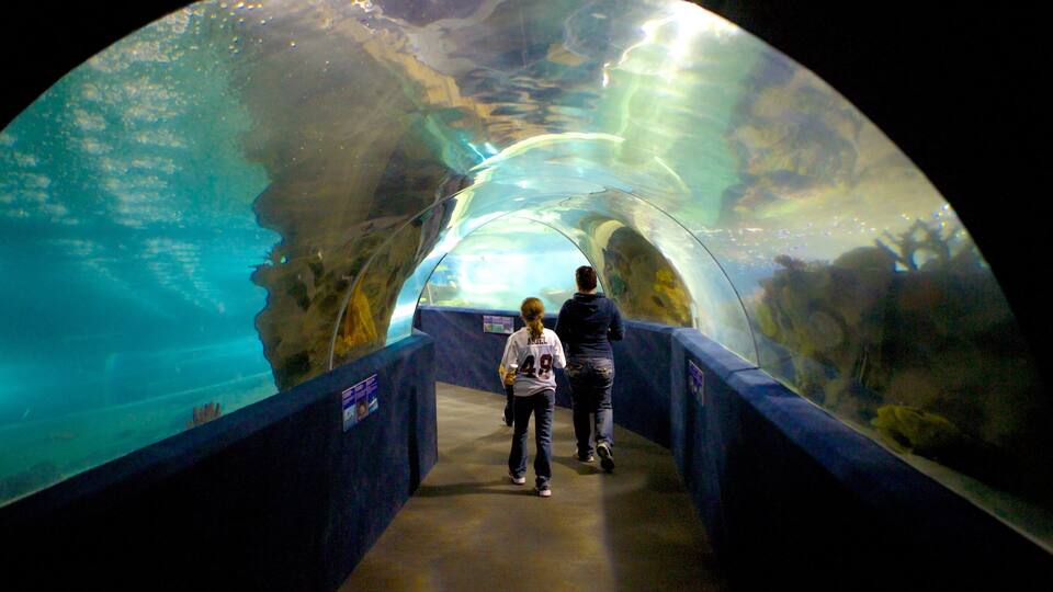 Een tunnel met aan beide zijden een aquarium, vol waterdieren en rotsformaties.