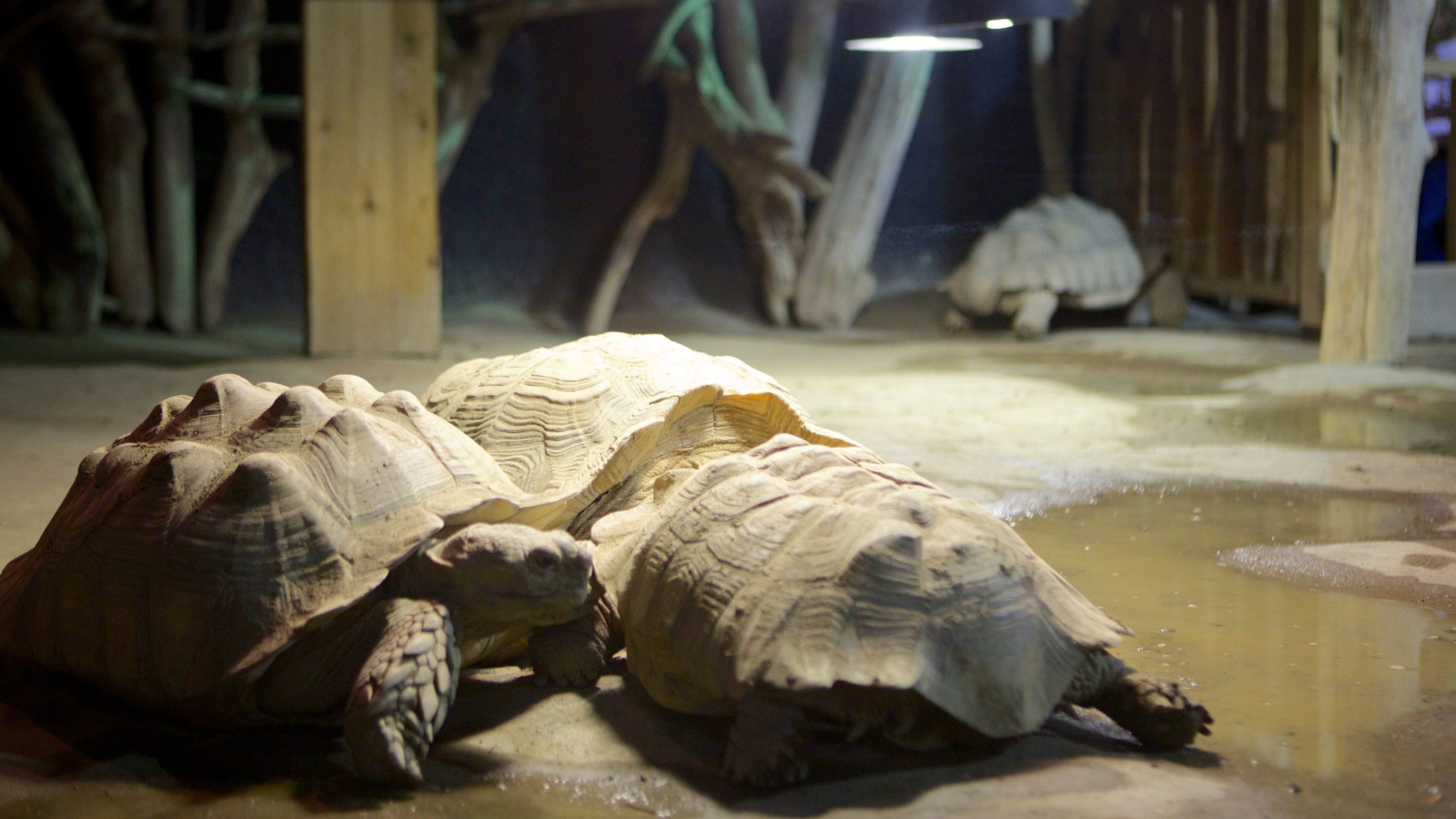 Acuario de Greater Cleveland que incluye vida marina, vistas interiores y animales