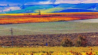 Red Mountain Autumn Colorful Vineyards Benton City Washington