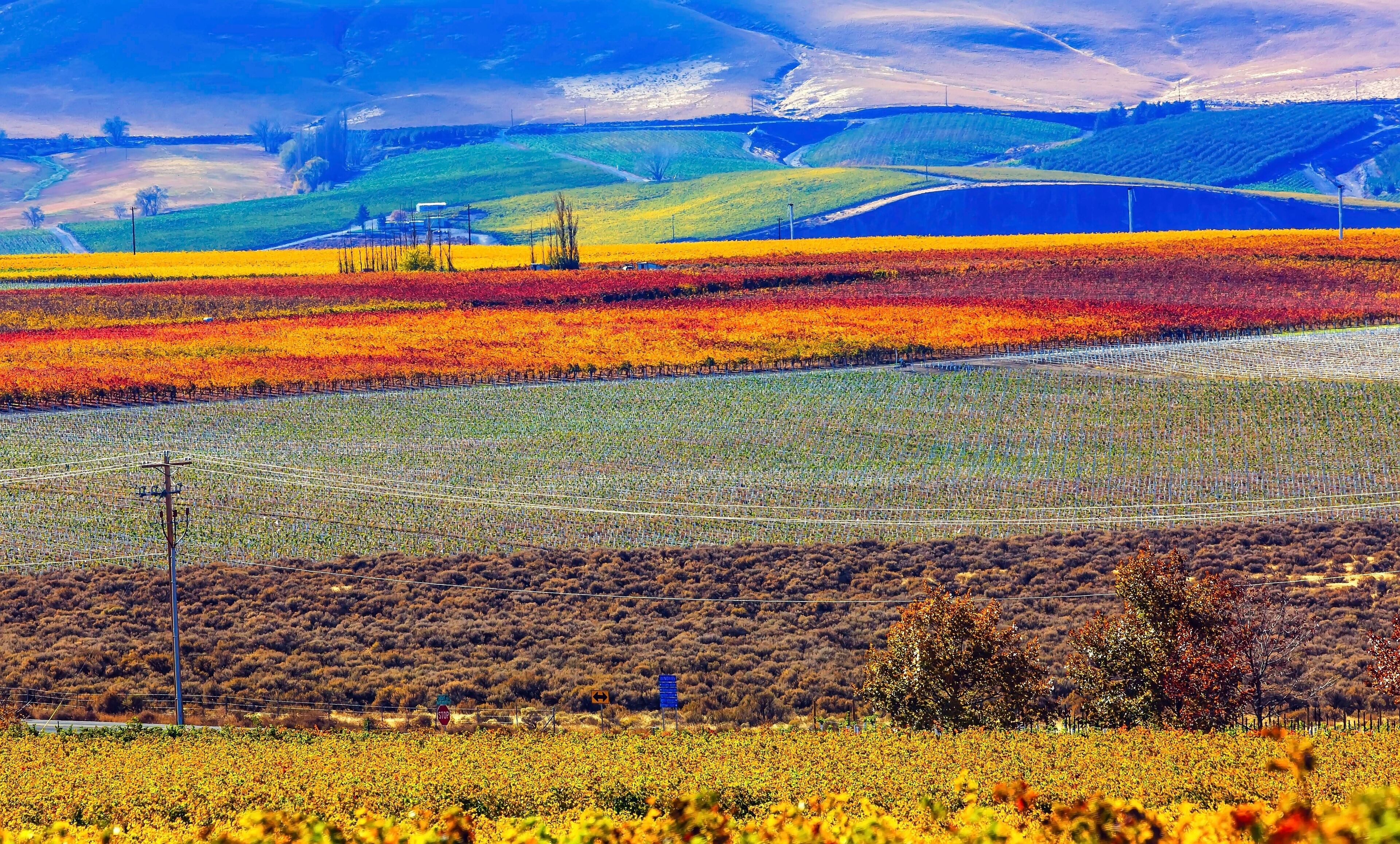 A vineyard with rows of grapevines, a stop sign, and a blue sign on a hill.