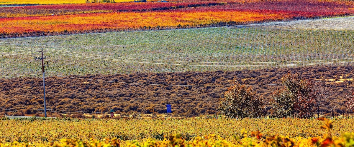 A vineyard with rows of grapevines, a stop sign, and a blue sign on a hill.