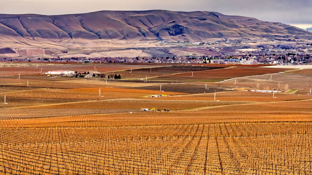 A vineyard with rows of grapevines, a town in the background, and rolling hills.
