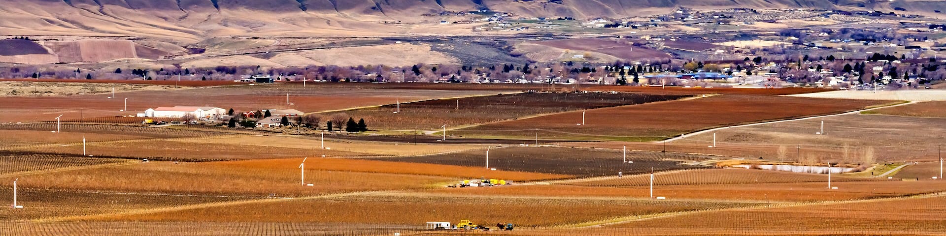 A vineyard with rows of grapevines, a town in the background, and rolling hills.