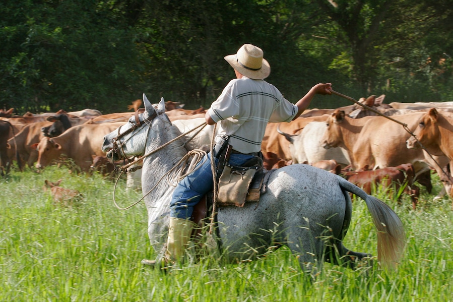 A cowboy on horseback herding cattle in a grassy field.
