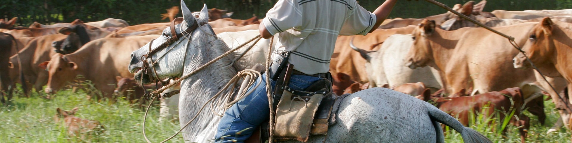 Un vaquero a caballo conduciendo ganado vacuno en un campo cubierto de hierba.