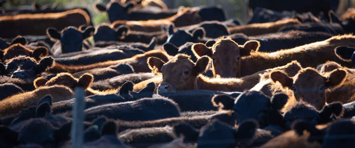 A herd of cattle in a pen with a fence.