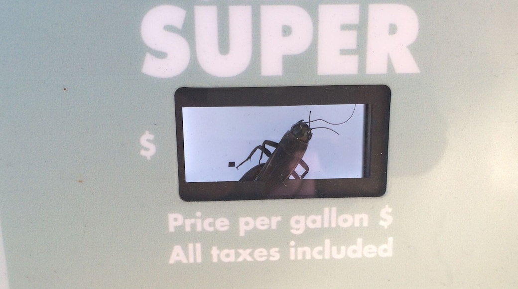 How in the world did he get in there?