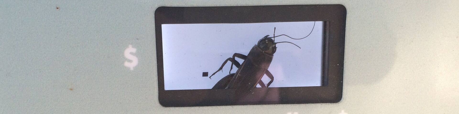 How in the world did he get in there?