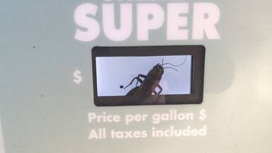 How in the world did he get in there?