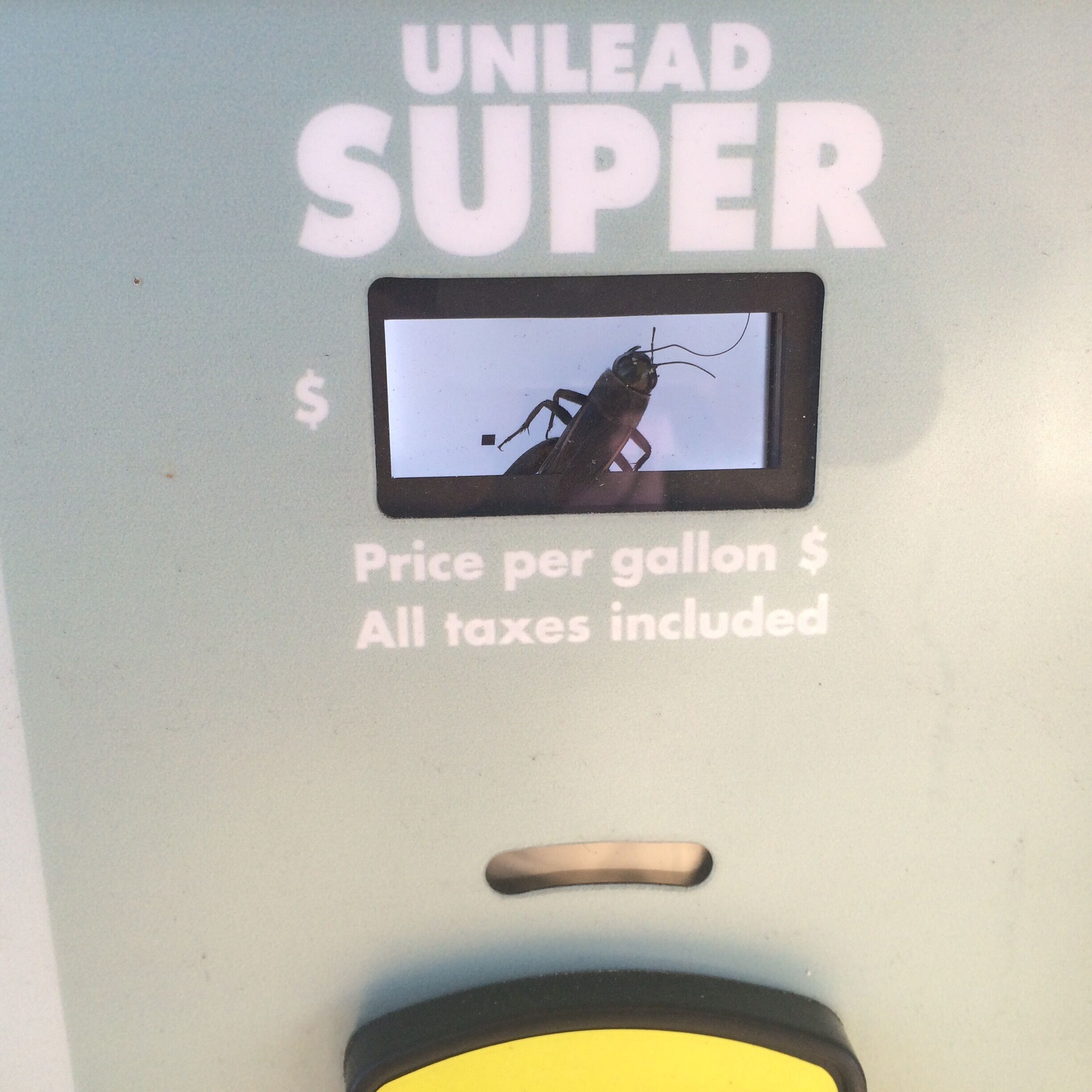 How in the world did he get in there?