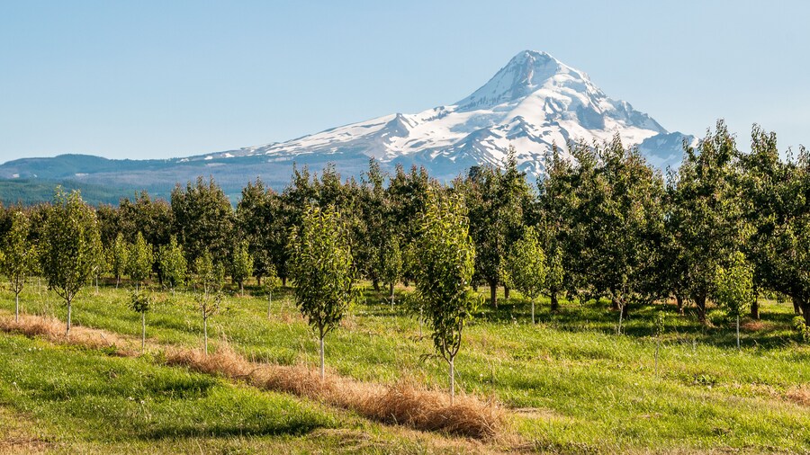 Orchard Heights Winery