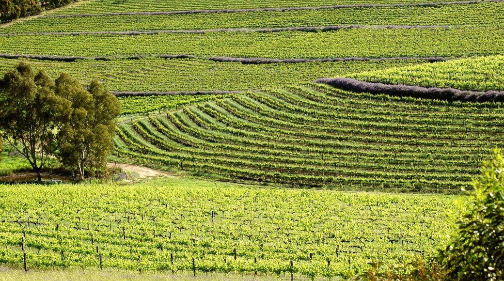 Winery vineyards featuring rows of contoured vines and grapes. Filmed Clare Valley, Australia